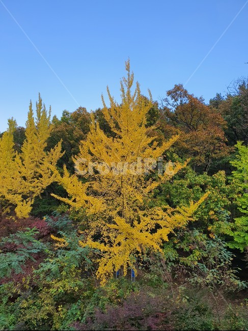 nature,자연,단풍,산,가을,autumn,단풍나무,가을산,계절,tree,나무,풍경,가을,계절,fall,autumn,season,식물,자연,plants,nature,나무,trees,wood