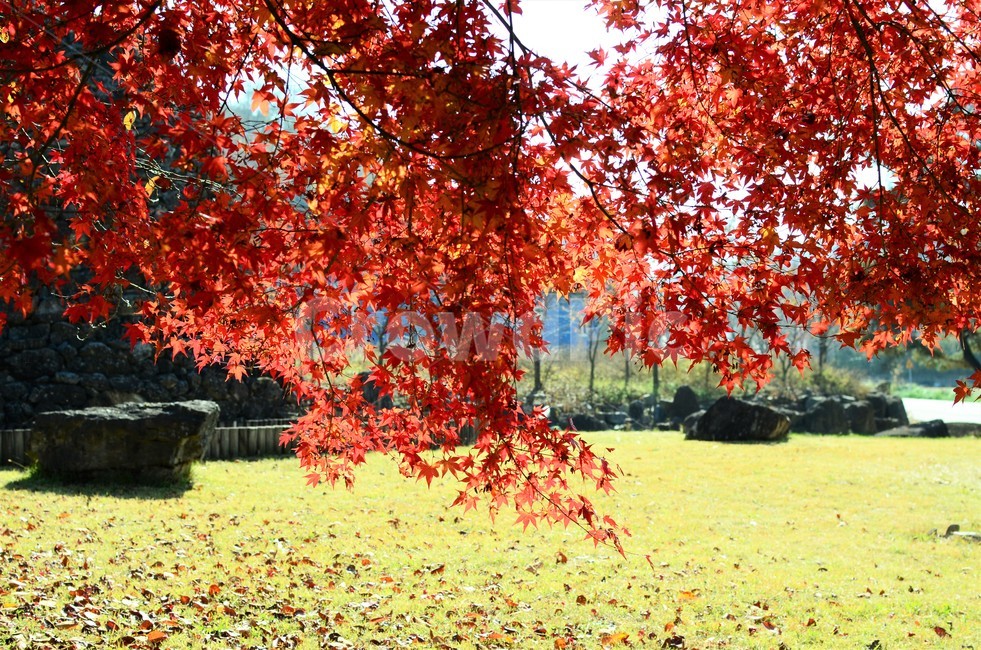 단풍나무,단풍나뭇과,가을,가을단풍,산,자연,autumn,가을,계절,fall,autumn,season,plant,식물,leaf,잎,tree,나무,maple,단풍