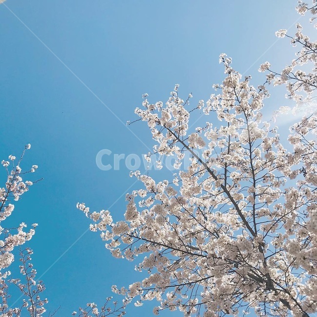 식물,plant,flower,꽃,blossom