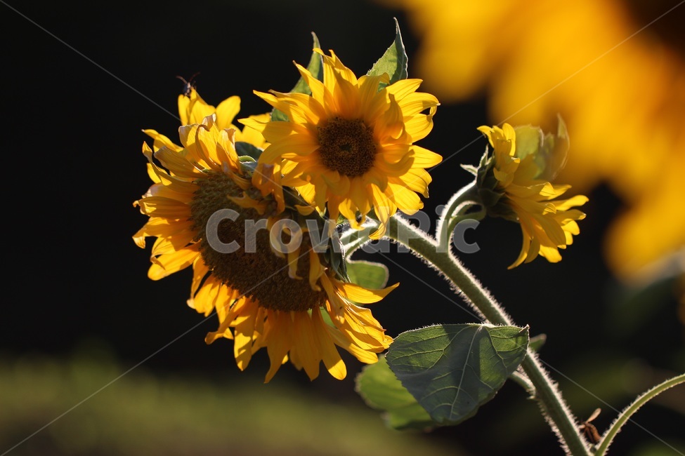 해바라기,꽃,노랑,가을,sunflower,flower,식물,자연,plants,nature,꽃,flower