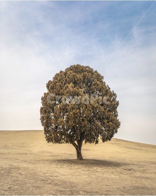 나홀로나무,동산,tree,sky,홀로,나무,식물,자연,plants,nature,나무,trees,wood