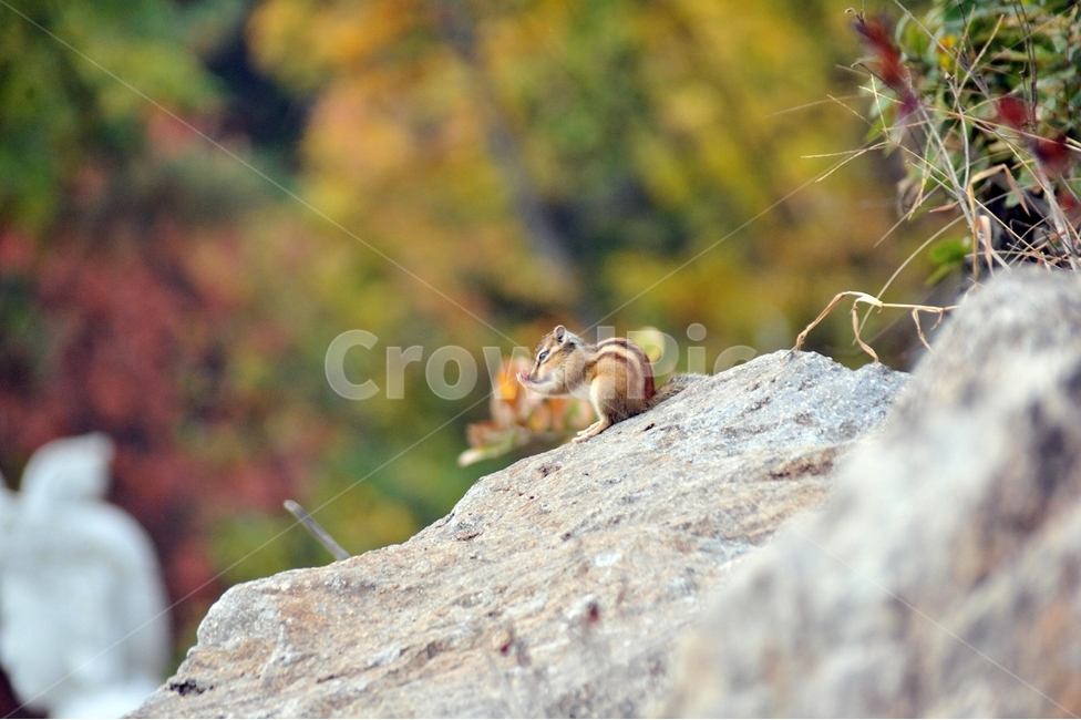 산,등산,다람쥐,설치류,동물,산짐승,chipmunk,야생동물,포유류,동물,animal,포유류,mammal