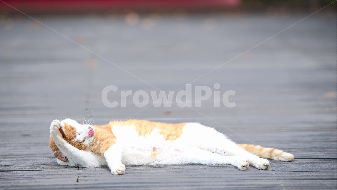 길고양이,고양이,길냥이,동물,공원,휴식,여유,포즈,동물,animal,포유류,mammal,고양이,cat,kitten,kitty