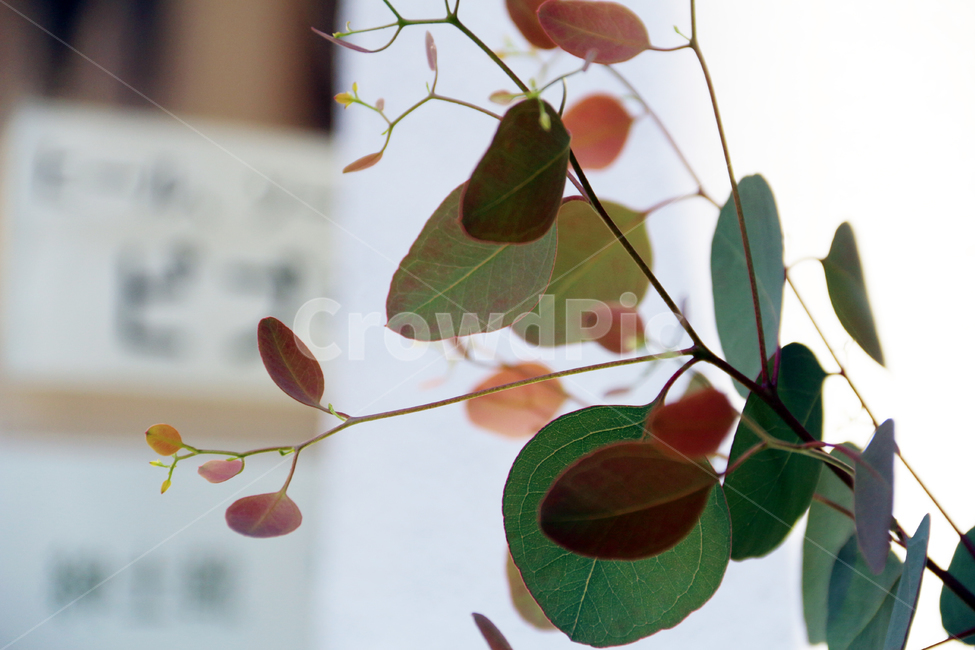 일본,가고시마,정원,식물,봄,자연,산책,식물,자연,plants,nature