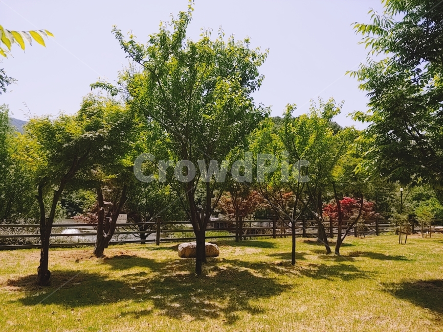 공원,풍경,나무,자연,감성사진,한국자연풍경,여름,산책,자연풍경,두류공원,대구,감성,힐링,휴식,여유,햇살,햇빛,아침,오전