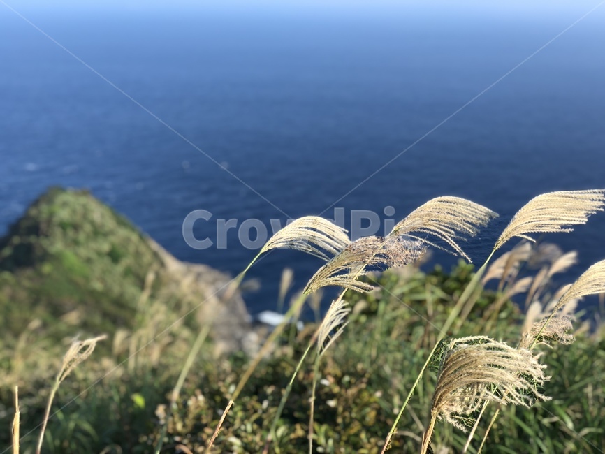 바다,풍경,가을,바람,풀,가을,계절,fall,autumn,season,grass,잔디,plant,식물