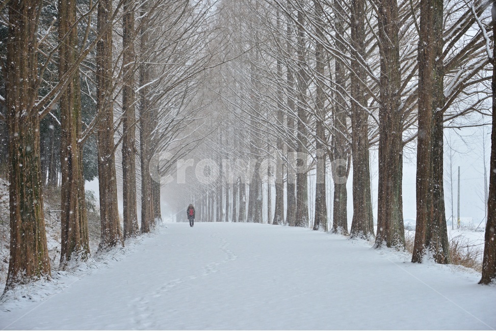 nature,자연,outdoors,옥외,snow,눈,blizzard,눈보라,storm,폭풍,winter,겨울,person,사람,human,인간,담양,메타길,메타스콰이어길,메타길설경,설경,겨울,계절,winter,season,자연,풍경,nature,landscape