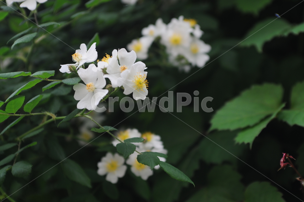 꽃,봄,flower,spring,찔레꽃,식물