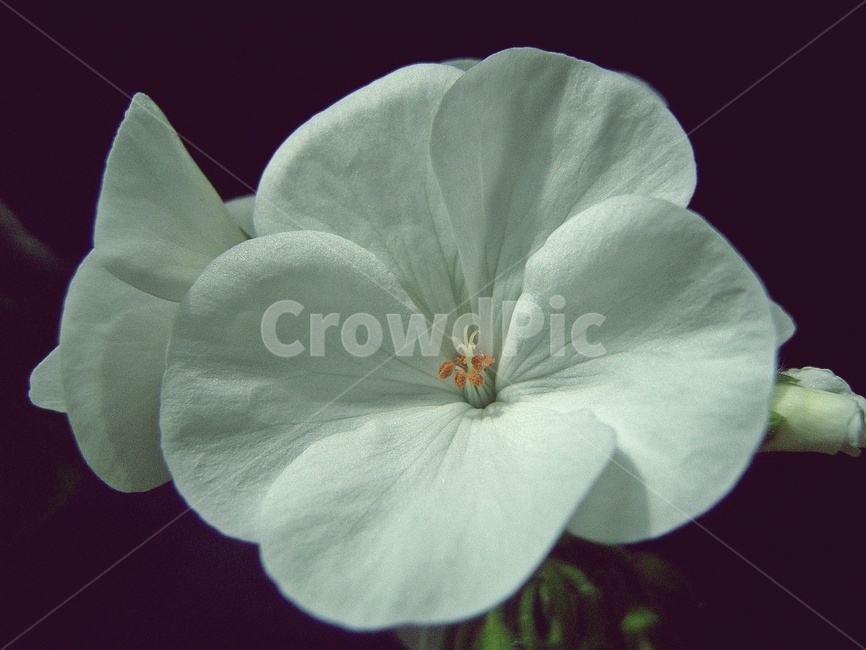 제라늄,꽃,식물,접사,흰색,식물,자연,plants,nature,꽃,flower