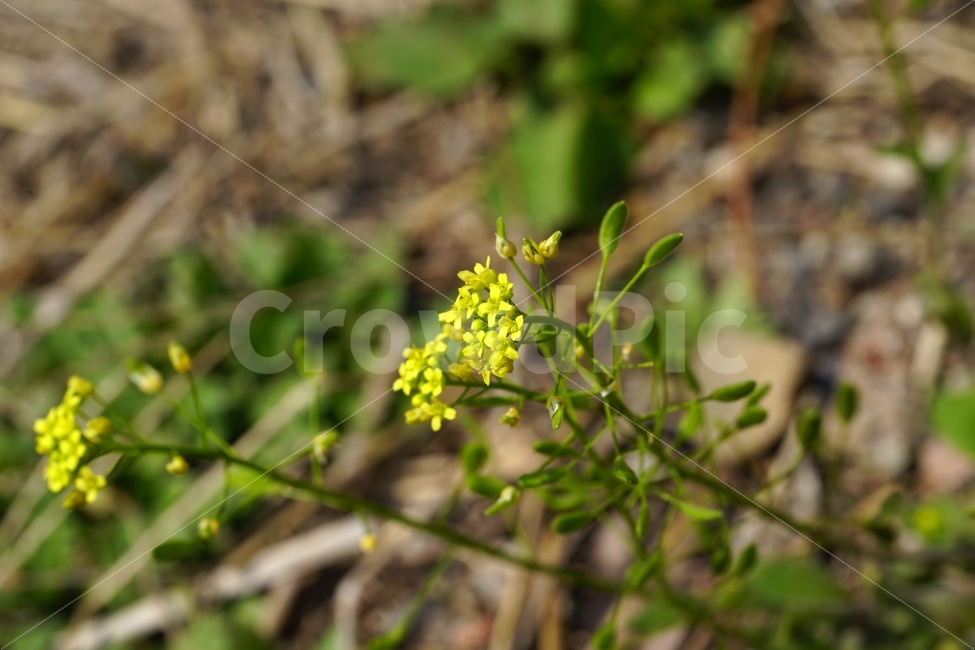 봄,꽃,꽃다지,플라워,꽃봉오리,자연,flower,spring,bud,nature,풍경,landscape,경치,식물,plants,season,계절,접사,마크로,macro,클로즈업,closeup,식물,자연,plants,nature,꽃,flower