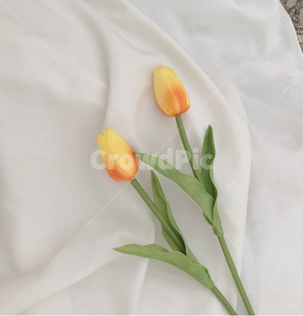 꽃,감성사진,튤립,flower,식물,식물,자연,plants,nature,꽃,flower