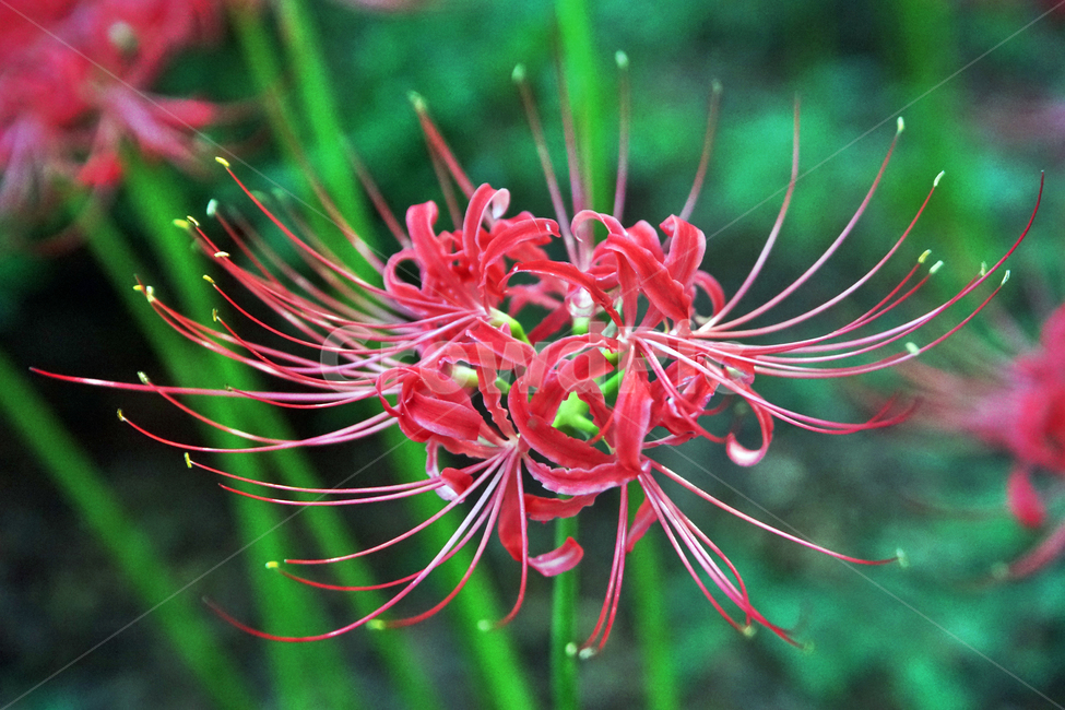 꽃무릇,상사화류,석산,독무릇,산오독,산두초,redspiderlily,가을,빨간꽃,수선화과,식물,꽃꽂이용,화단용,식물,자연,plants,nature,꽃,flower