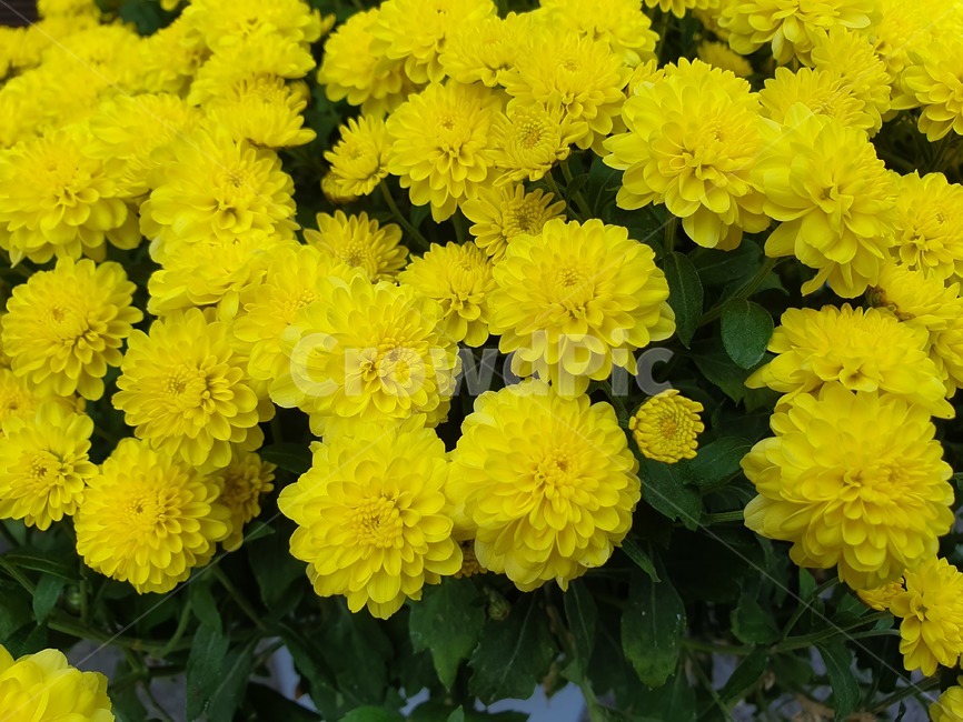 plant,식물,flower,꽃,blossom,국화,가을,식물,자연,plants,nature,꽃,flower