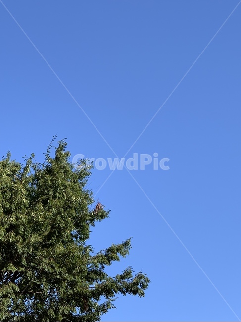 하늘,구름,배경화면,풍경,자연,nature,푸른하늘,sky,cloud,tree,나무,plant,식물,감성,색감,식물,자연,plants,nature,나무,trees,wood