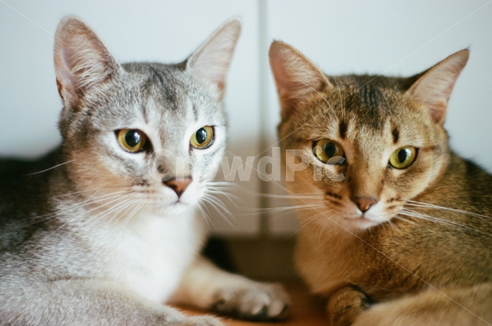 고양이,필름,감성,필름카메라,동물,애완동물,애완고양이,고양이들,cat,cats,film,filmcamera,동물,animal,포유류,mammal,고양이,cat,kitten,kitty