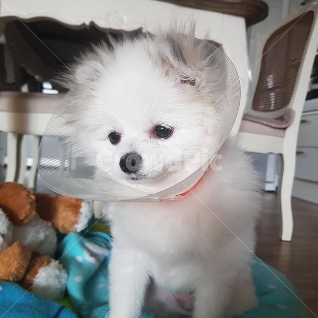 반려견,강아지,귀여운강아지,반려동물,강아지눈,개,dog,동물,animal,포유류,mammal,개,강아지,dog,doggy