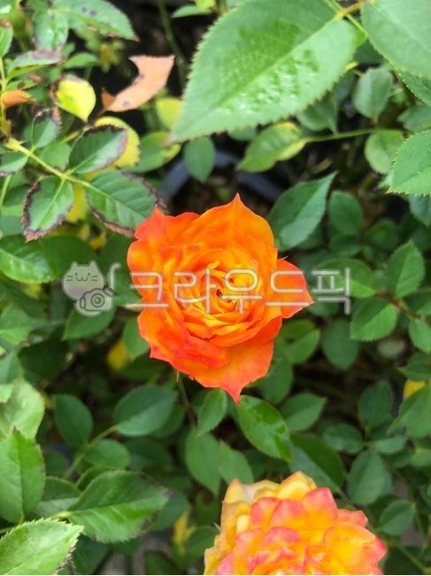 장미,주황색장미,장미화분,장미꽃,꽃