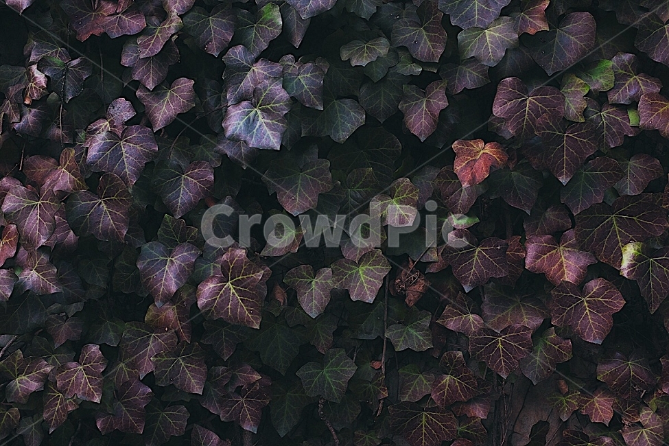 감성사진,길,여행,겨울,잎,식물,색감,필름,emotion,road,travel,trip,winter,plant,leaf,color,film,식물,자연,plants,nature