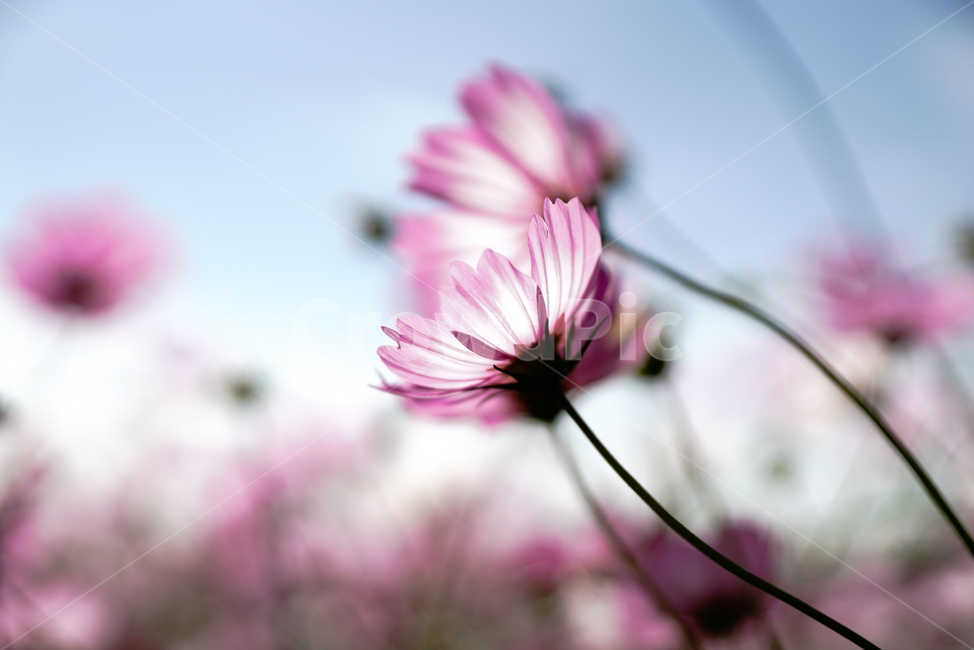 가을,코스모스,하늘,자연,꽃,autumn,cosmos,nature,sky,flower,가을,계절,fall,autumn,season,식물,자연,plants,nature,꽃,flower,plant,daisies,데이지,blossom,daisy