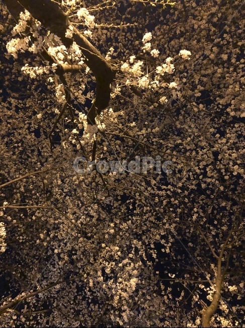 봄,벚꽃,나무,밤,밤벚꽃,꽃잎