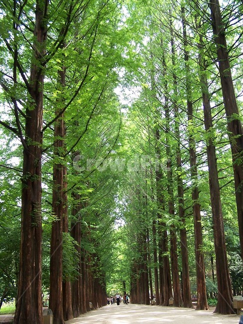 메타세콰이어,힐링,자연,초록,숲길,나무,자연,풍경,nature,landscape,한국자연풍경,한국자연경관,korea nature landscape,vegetation,초목,plant,식물,tree,land,땅,forest,숲,woodland,삼림지,outdoors,옥외,grove,작은 숲,path,통로,trail,꼬리,person,사람,human,인간