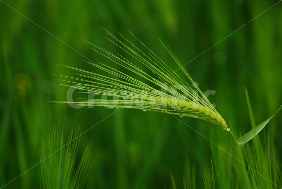 보리,청보리,봄,식물,곡식,자연,식물,자연,plants,nature