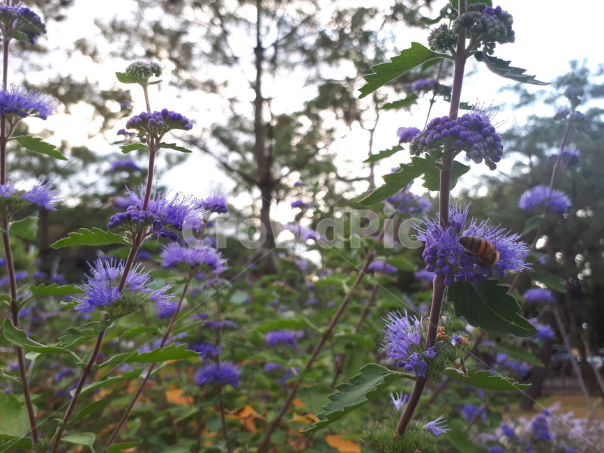 각시취,보라,꽃,들꽃,식물,blossom,flower,자연,벌,꿀벌,가지,나무