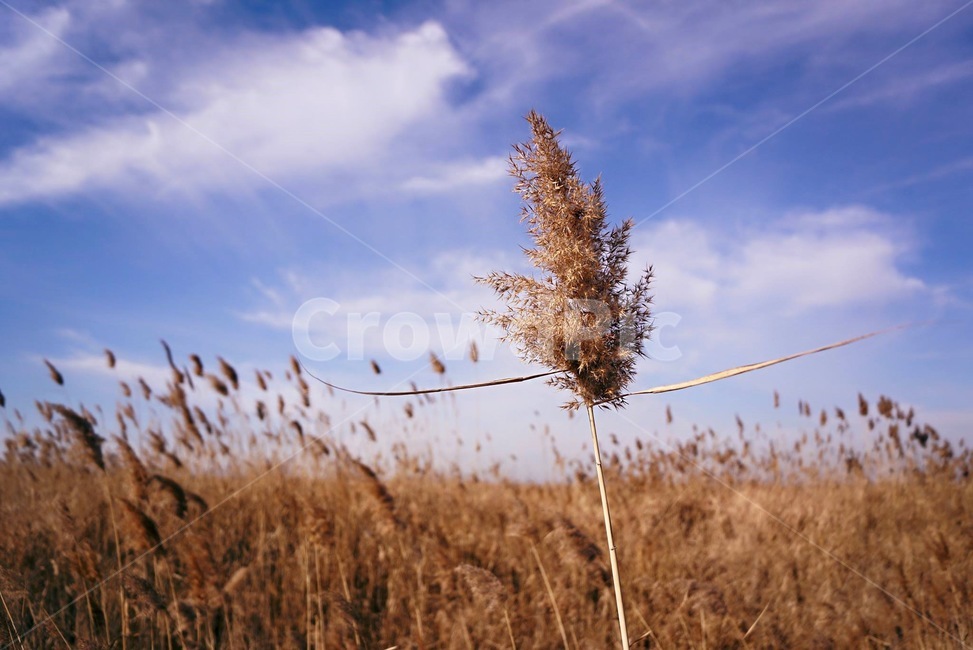plant,식물,grass,lawn,잔디,가을,갈대,fall,풍경,구름