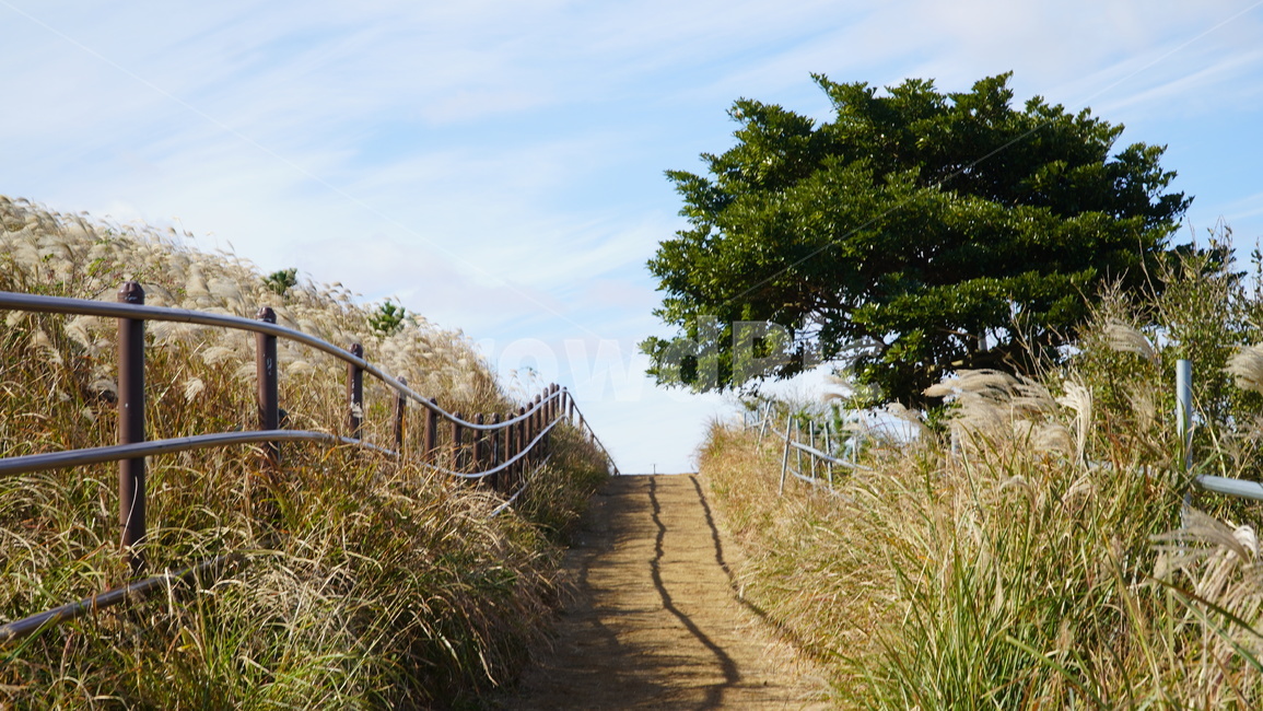 제주도,제주,jeju,jejuisland,handrail,banister,난간,억새,억새밭,억새꽃,가을,가을길,가을시골,시골길,억새나무,나무,오름,용눈이오름,제주오름,제주도오름