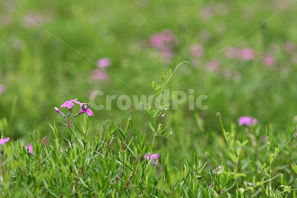 꽃,봄,자연,식물,플라워,공원,식물,자연,plants,nature,꽃,flower