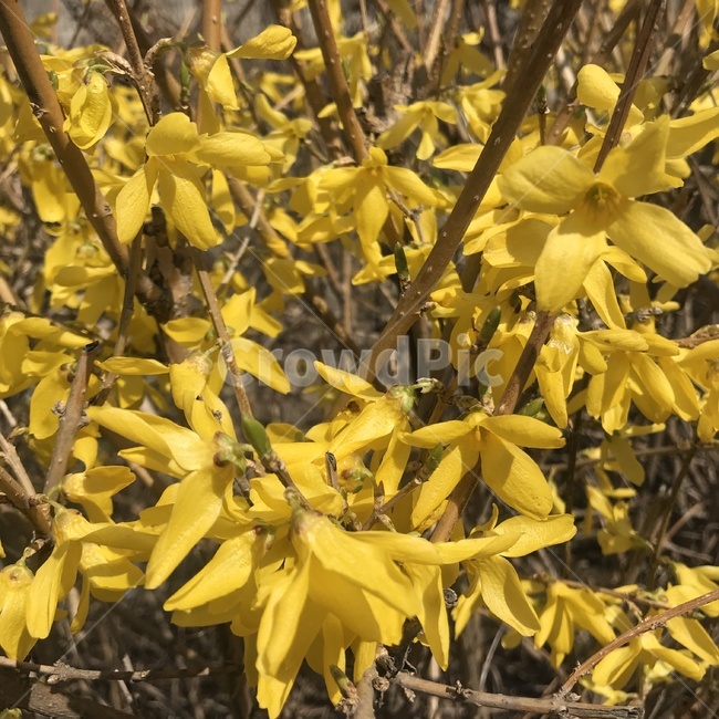 flower,spring,봄,꽃,노란색,yellow,노란꽃,노란색꽃,yellowflowers,계절,season,개나리,forsythia,국내,식물,꽃식물,봄식물,plant,springplant,springlandscape