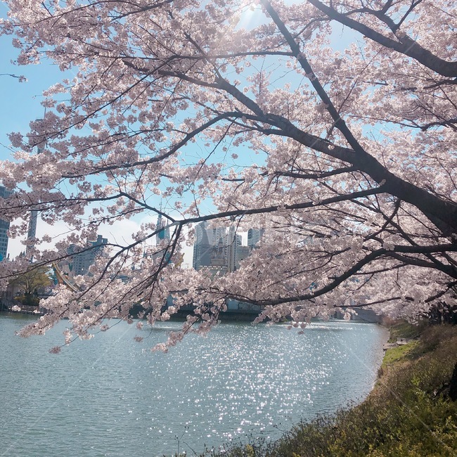 꽃,벚꽃,석촌호수,봄,계절