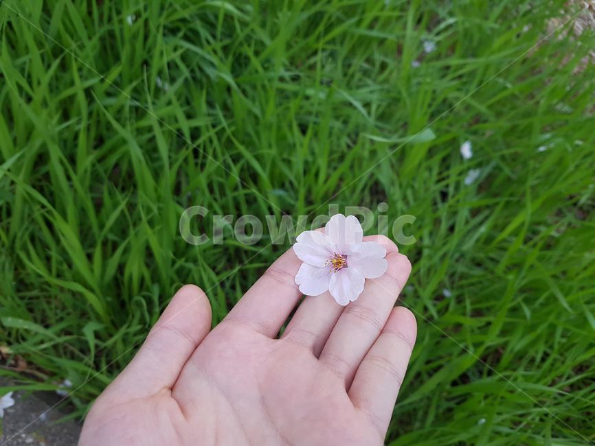 봄,자연,꽃,손,감성,벗꽃,봄꽃,꽃잎,꽃놀이,벗꽃축제,한송이,분홍,초록,싱그러운,쳥량