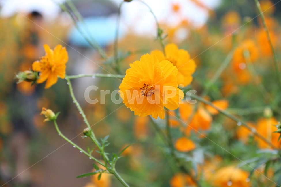 노랑,꽃,황화코스모스,노랑코스모스,가을꽃,식물,yellow,야외,cosmos,계절,plant,pollen,가을,계절,fall,autumn,season,식물,자연,plants,nature,꽃,flower