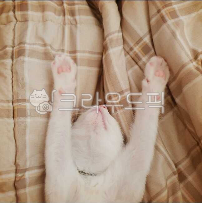Cute cat,pretty cat,sleeping cat,dreaming cat,cat with two hands raised