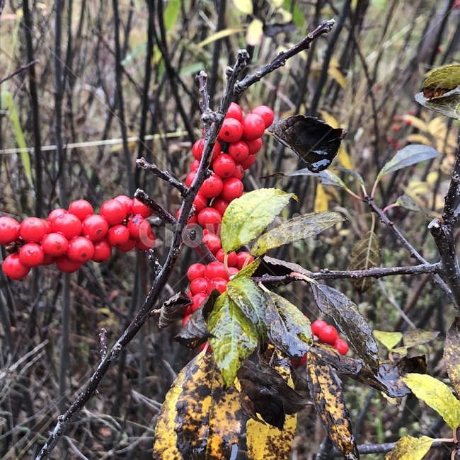 열매,빵강,야생,모르는열매,가을,식물,자연,plants,nature,과일,열매,fruit