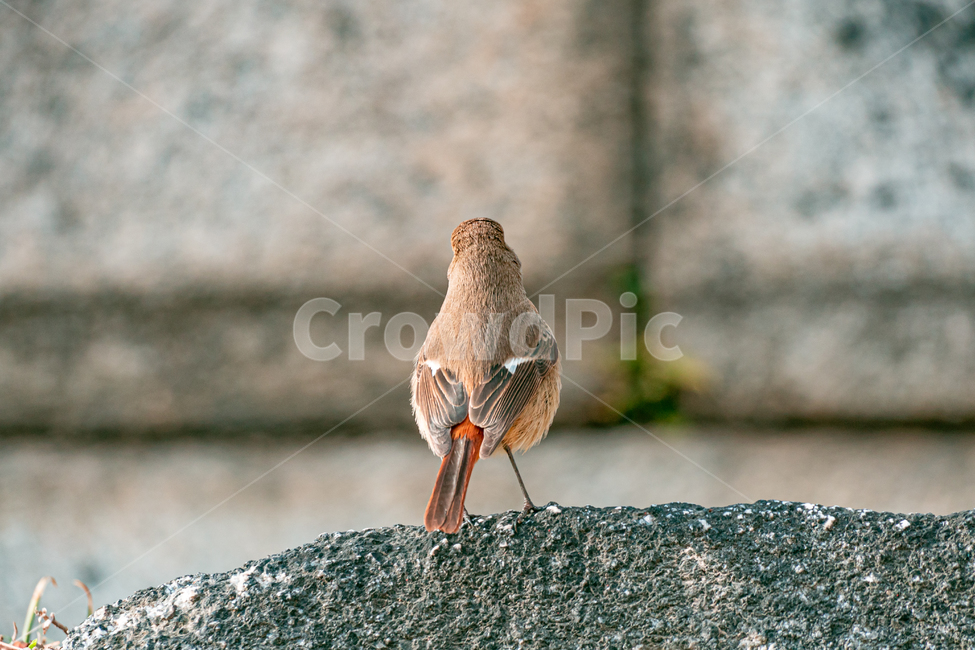 참새,새,동물,sparrow,bird,animal,동물,animal,조류,새,birds
