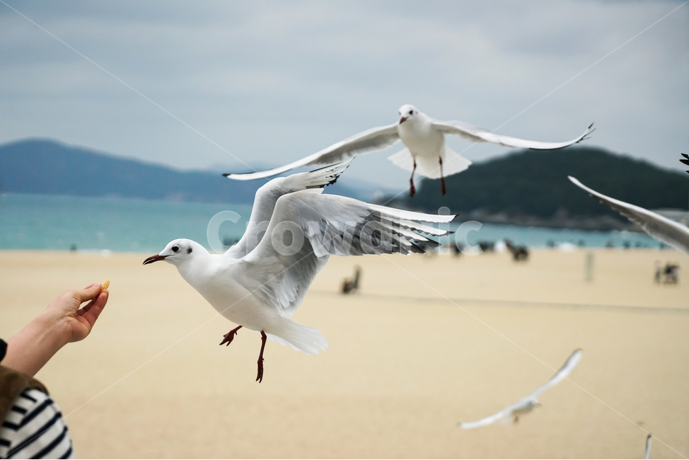 부산,해운대,대한민국,바다,백사장,모래,갈매기,괭이갈매기,새우깡,하늘,상쾌한,시원한,조류,섬,나무,해변,바다,beach,sea,동물,animal,조류,새,birds,사람,인물,인간,human,person,신체일부,몸,body