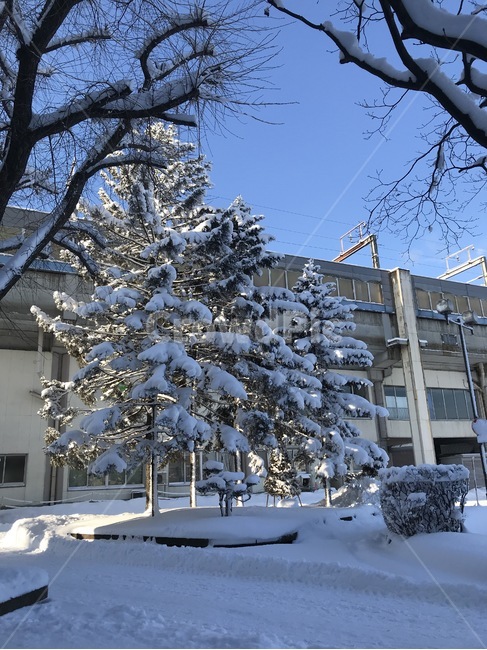 tree,나무,자연,outdoors,abies,아비,옥외,식물,fir,nature,전나무,눈,snow,겨울,계절,winter,season
