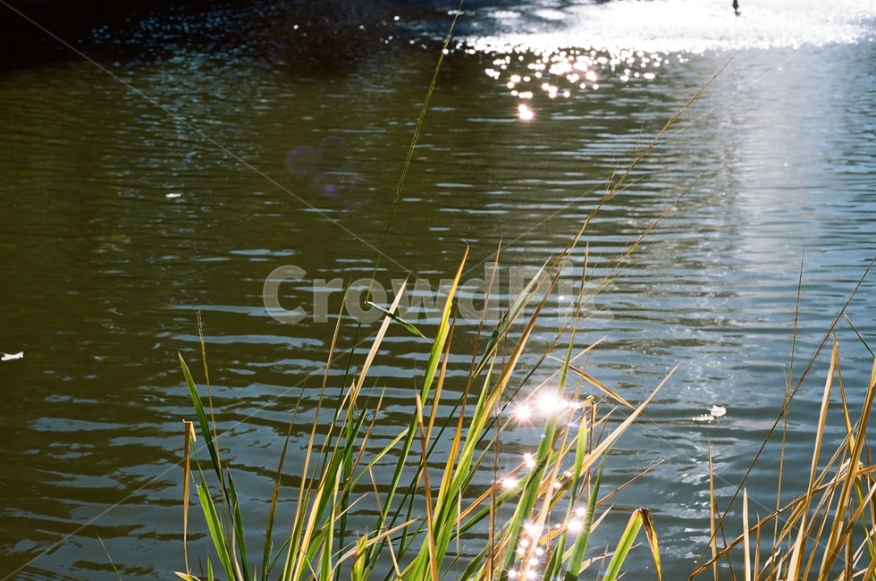 햇빛,피나클랜드,연못,자연,필름,물,아산,자연,풍경,nature,landscape,water,outdoors,옥외