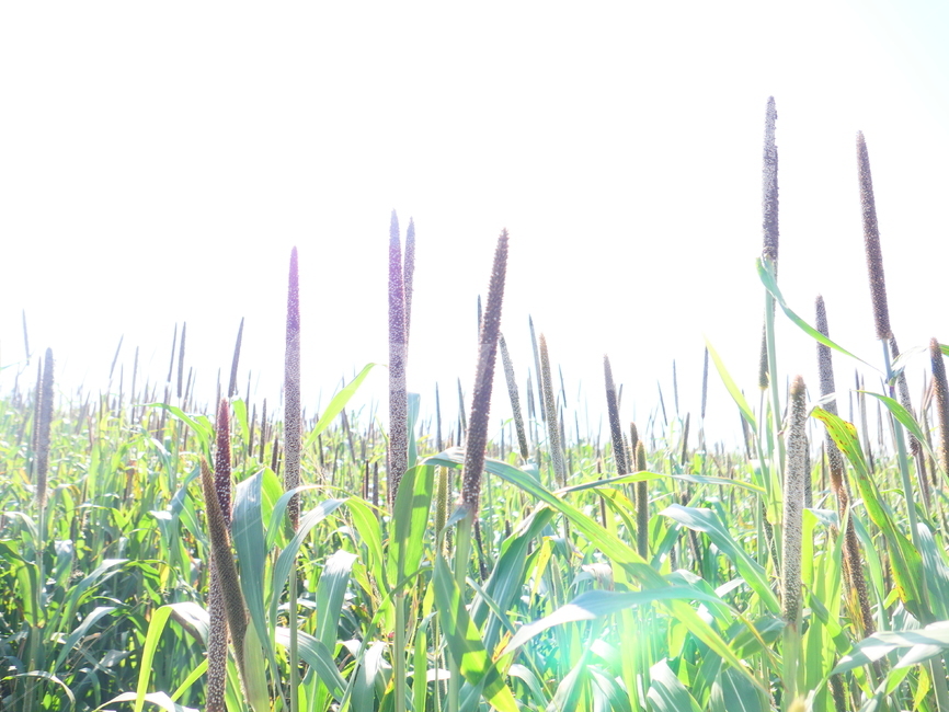 밀렛,밀렛밭,밀렛농장,속씨식물,벼목,외떡잎식물,조,식물,자연,plants,nature