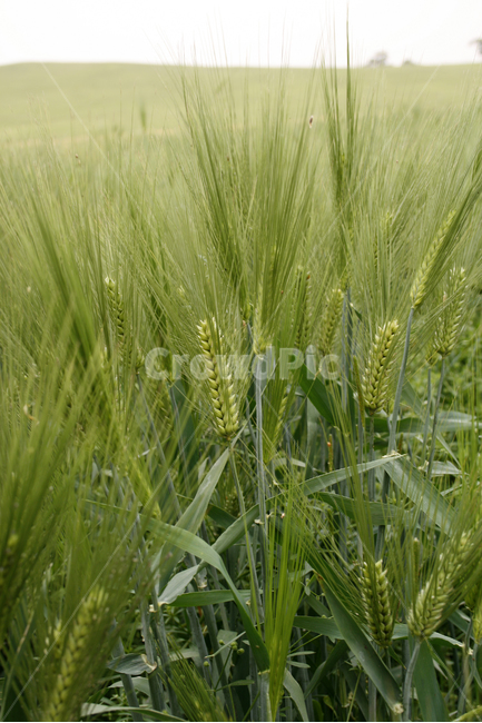 보리,밭,보리밭,식물,flower,plants,nature,풍경,식물,자연,plants,nature,곡류,곡식,cereals