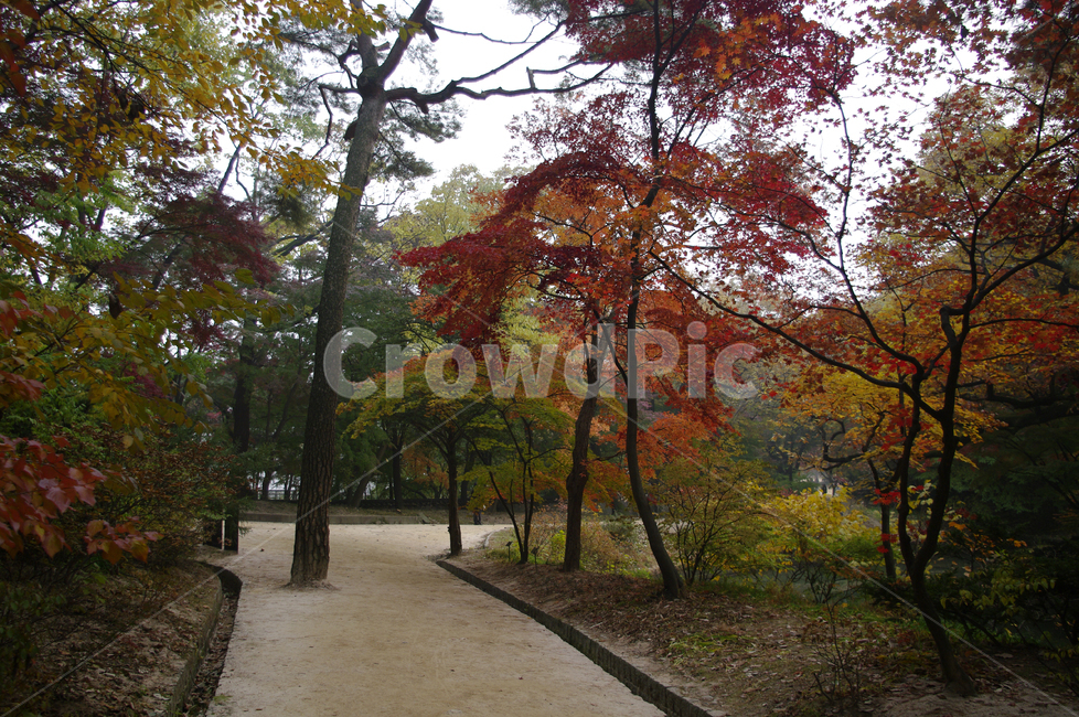 길,가을,fall,나무,식물,plant,단풍,잎,낙엽,가을,계절,fall,autumn,season,자연,풍경,nature,landscape,tree,tree trunk,나무 줄기