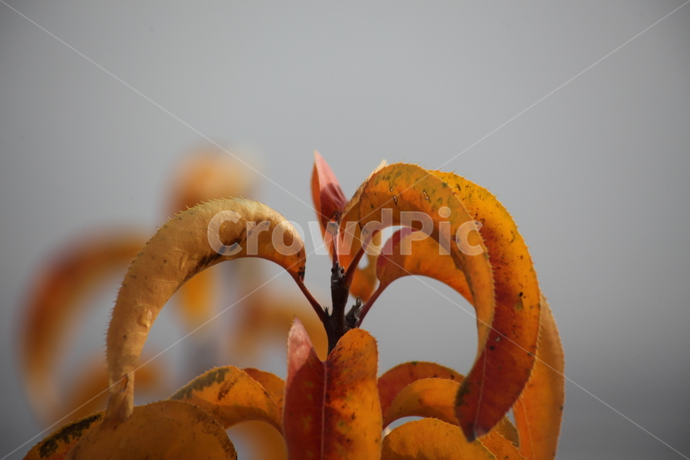 단풍,잎,식물,가을,redleaves,가을,계절,fall,autumn,season,식물,자연,plants,nature,plant