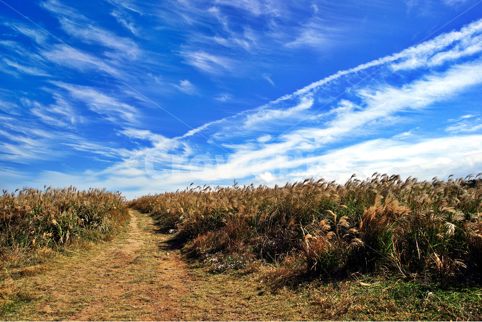 억새,가을,푸른하늘,마라도,제주도,흰구름,탐방로,제주도,jeju,jeju island,ground,바닥,dirt road,흙길,road,도로,gravel,자갈,outdoors,옥외,nature,자연