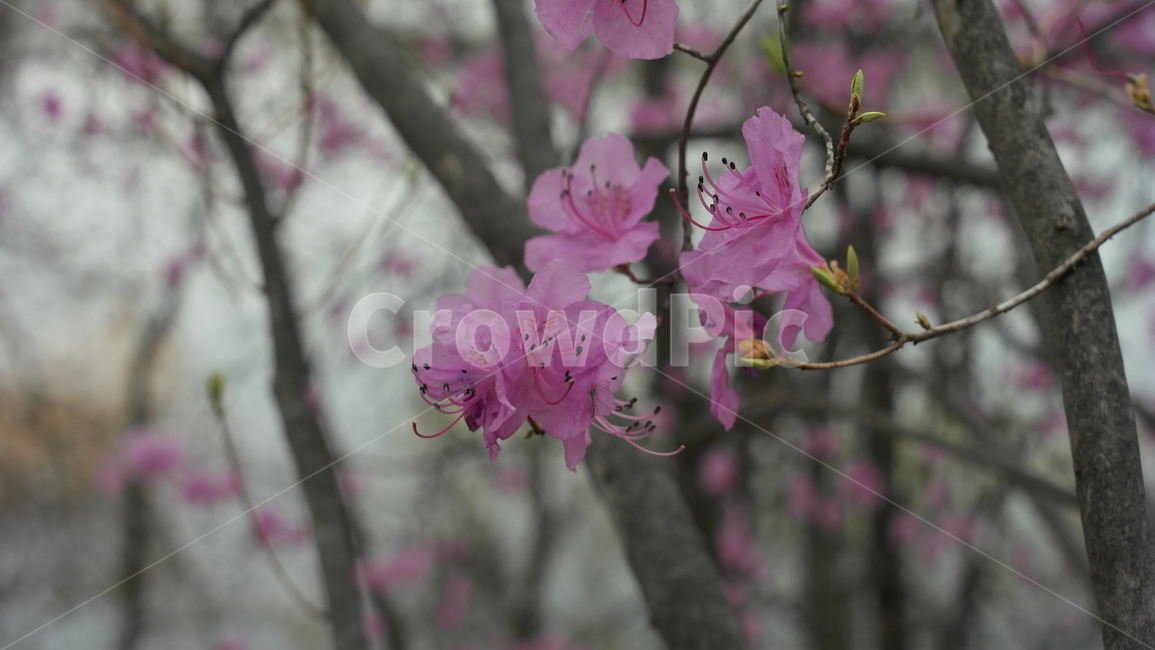 봄,진달래,꽃,자연,아름다움,분홍색,nature,flower,봄,계절,spring,season,식물,자연,plants,nature,꽃,flower,plant,blossom