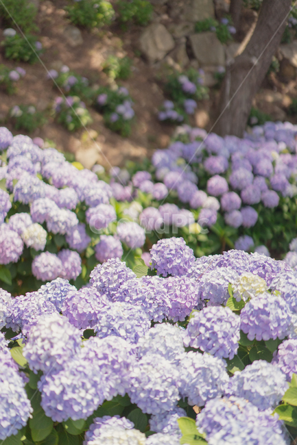 수국,꽃,보라색,연보라,hydrangea,여름꽃,퍼플,식물,자연,plants,nature,꽃,flower