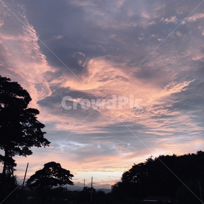 노을,나무,구름,일몰,일출
