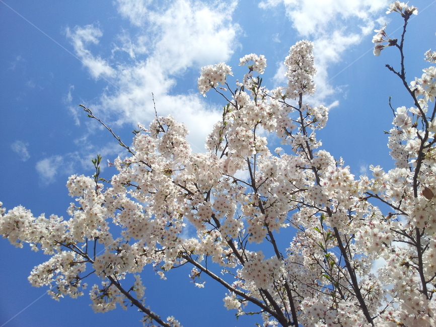 벚꽃,벚꽃나무,하늘,구름,자연,풍경,꽃,나무,봄,계절,spring,season,자연,풍경,nature,landscape,plant,식물,flower,blossom