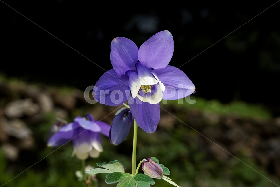 매발톱꽃,봄,만개,aquilegia,bud,columbine